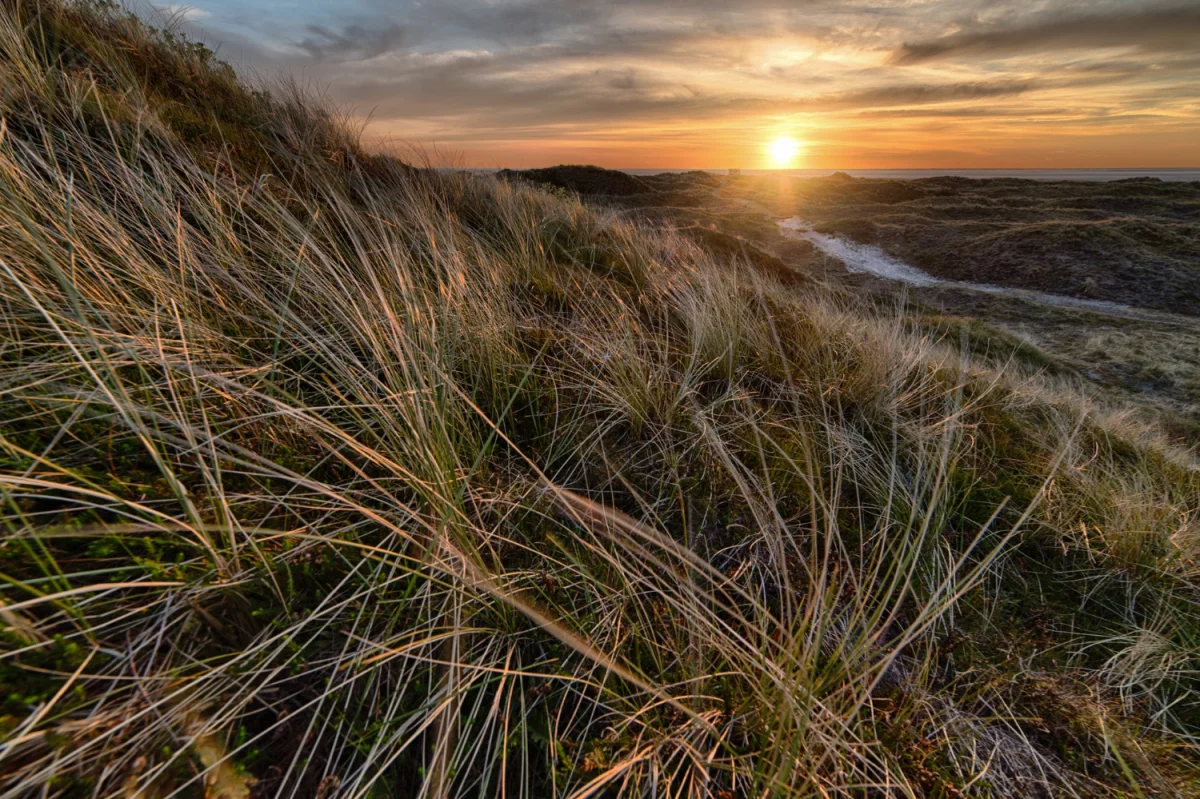 Kan noen hjelpe meg med å kjøpe skillevegger til kontoret?
